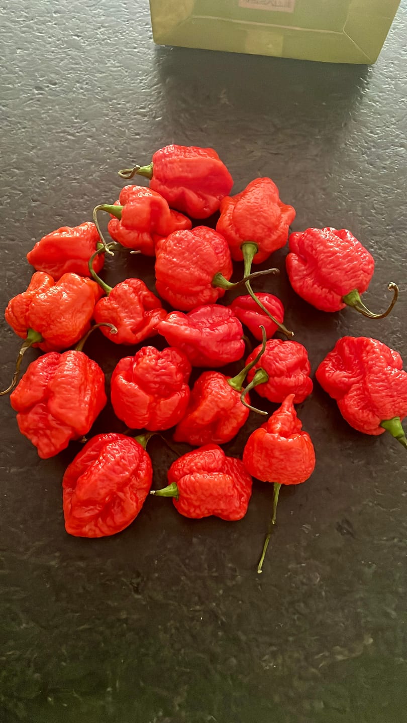 Customer photo review of Frische Carolina Reaper, 100g