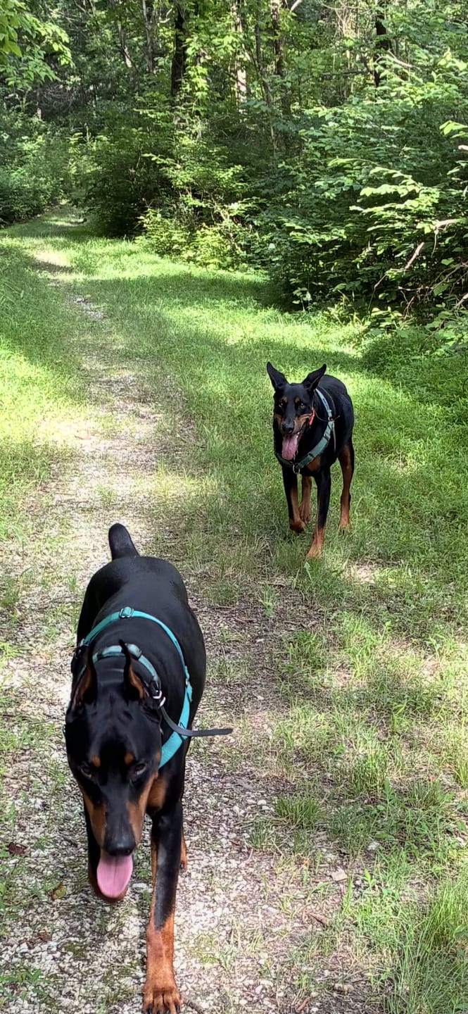 Customer photo review of Hollow-carved Dog ID Tags