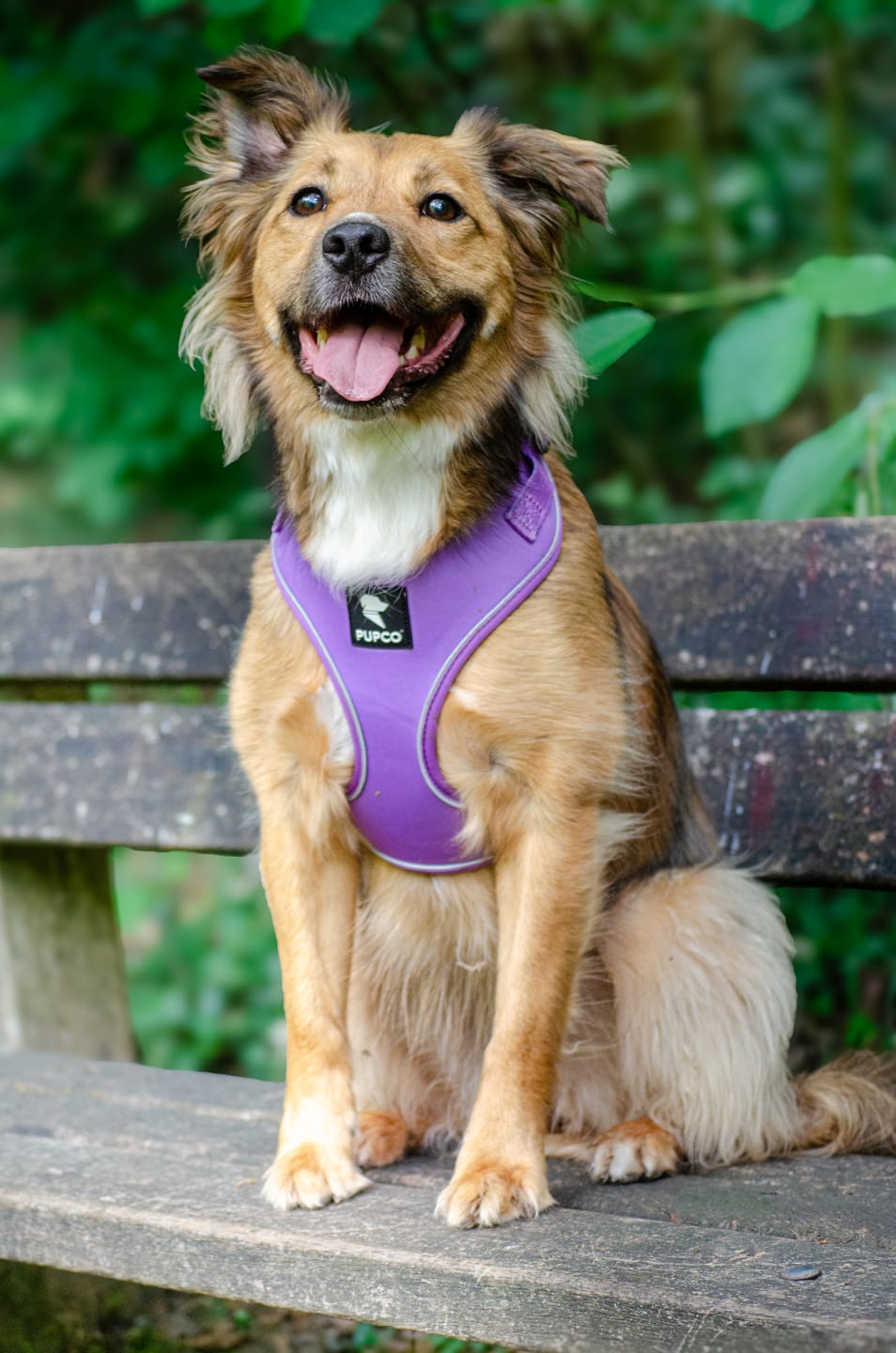 Customer photo review of Air-Lite Harness - Purple