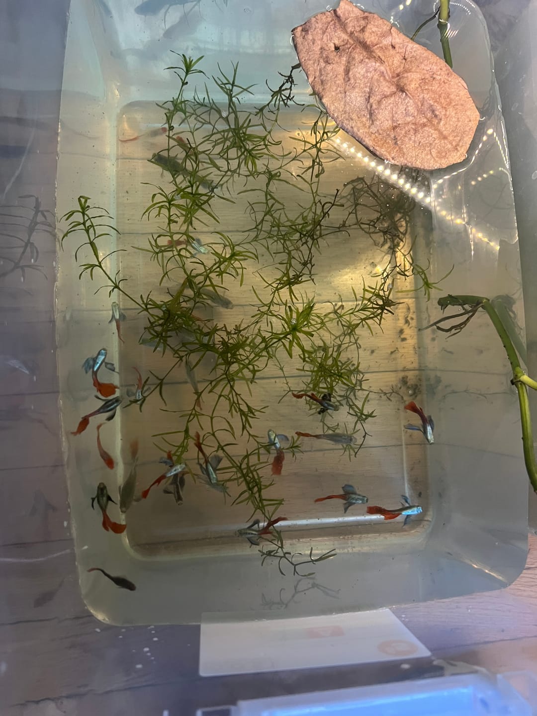 Customer photo review of Dumbo Red Tail Guppy Fish