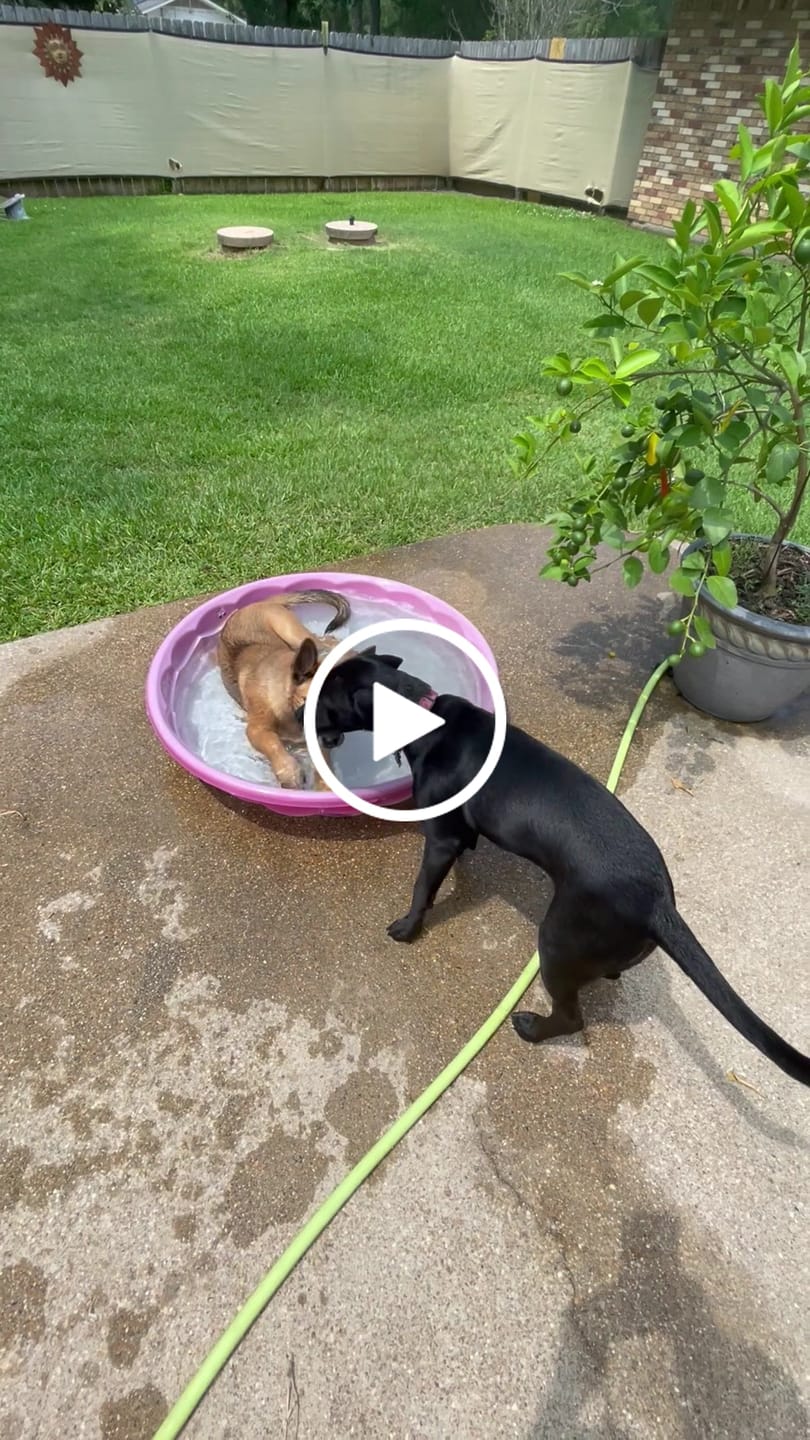 Customer video review of FurLife™ - Flea & Tick Defense Chews for Dogs