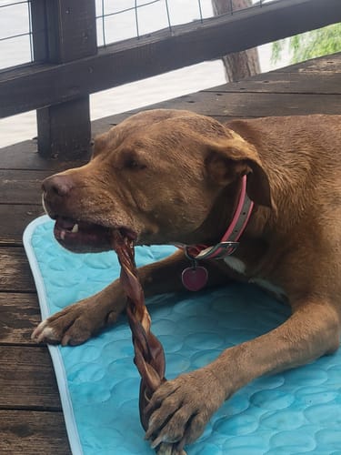 Customer photo review of 10-12 Inch Small Braided Collagen Stick