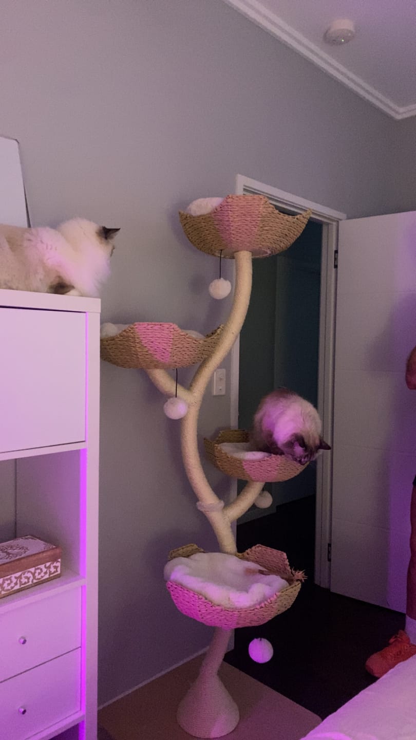 Customer photo review of MICHU Ivy Cat Tower Deluxe 4-Tier Designer Tall Cat Tree