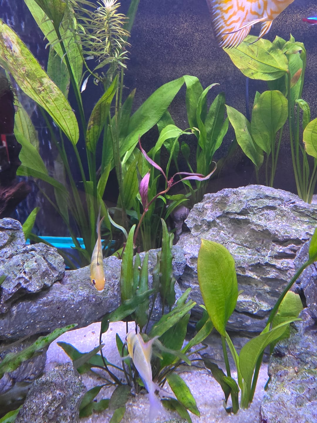Customer photo review of Cryptocoryne Wendtii RED 'Mi Oya'