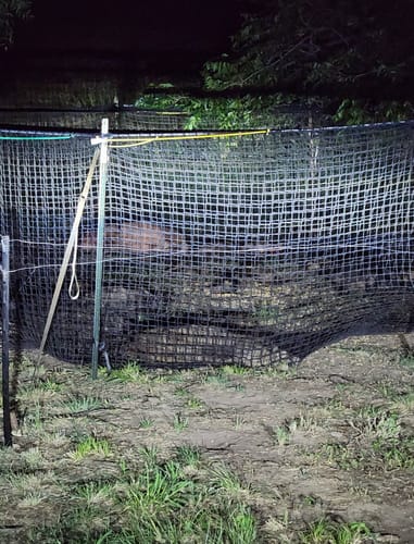 Customer photo review of Pig Brig Trap System
