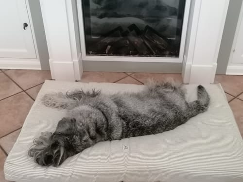 Customer photo review of Materassino Sfoderabile Cotone Premium Riga Stretta Verde Chiaro