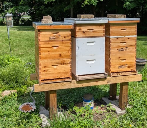 Customer photo review of MayBee Hives Unassembled 10 Frame Deep Bee Box BeesWax Coated Bee Hives Includes Pine Wood Frame, BeesWaxed Foundation Sheets