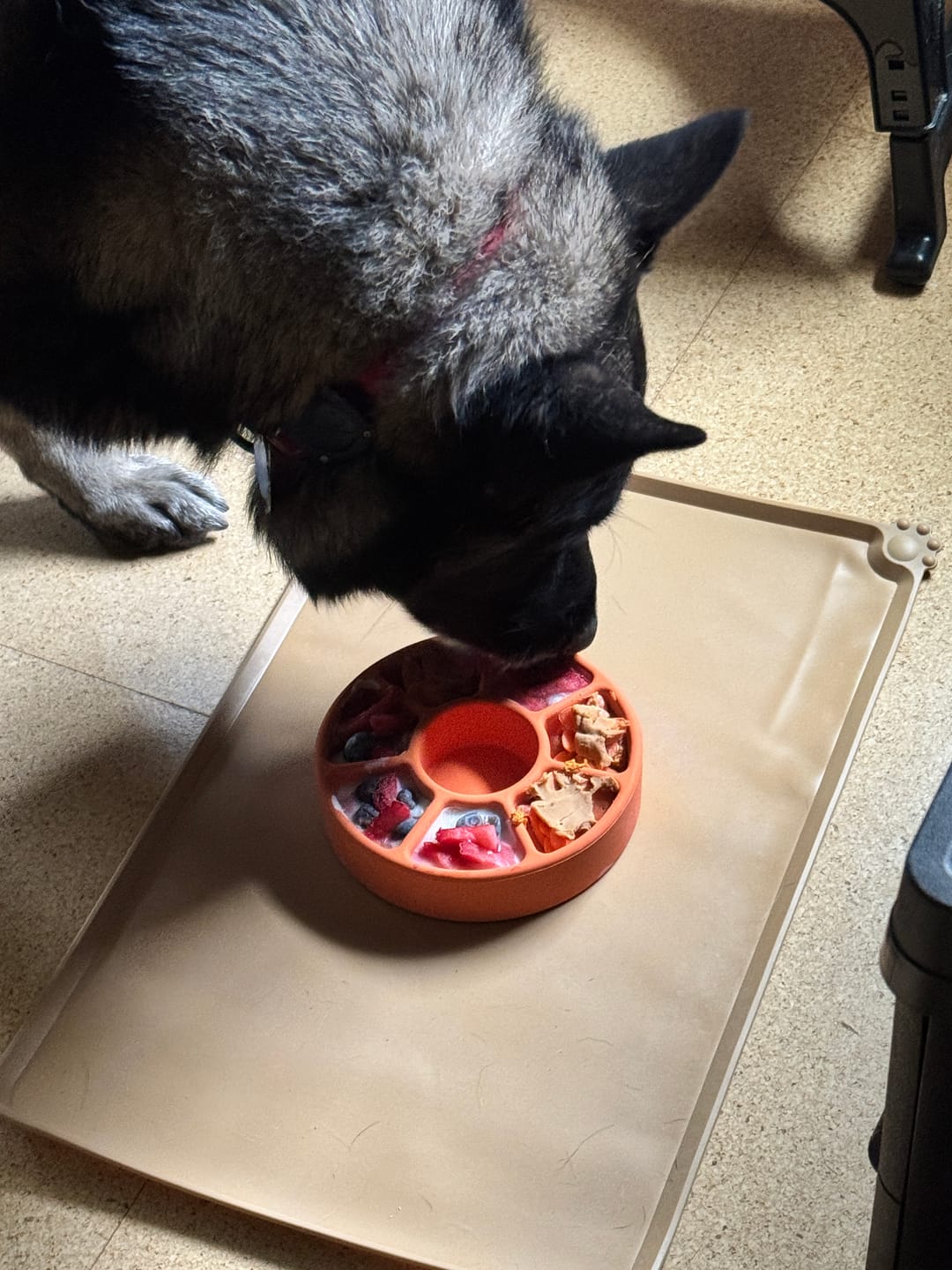 Customer photo review of FreezWheel - Durable Interactive Chew