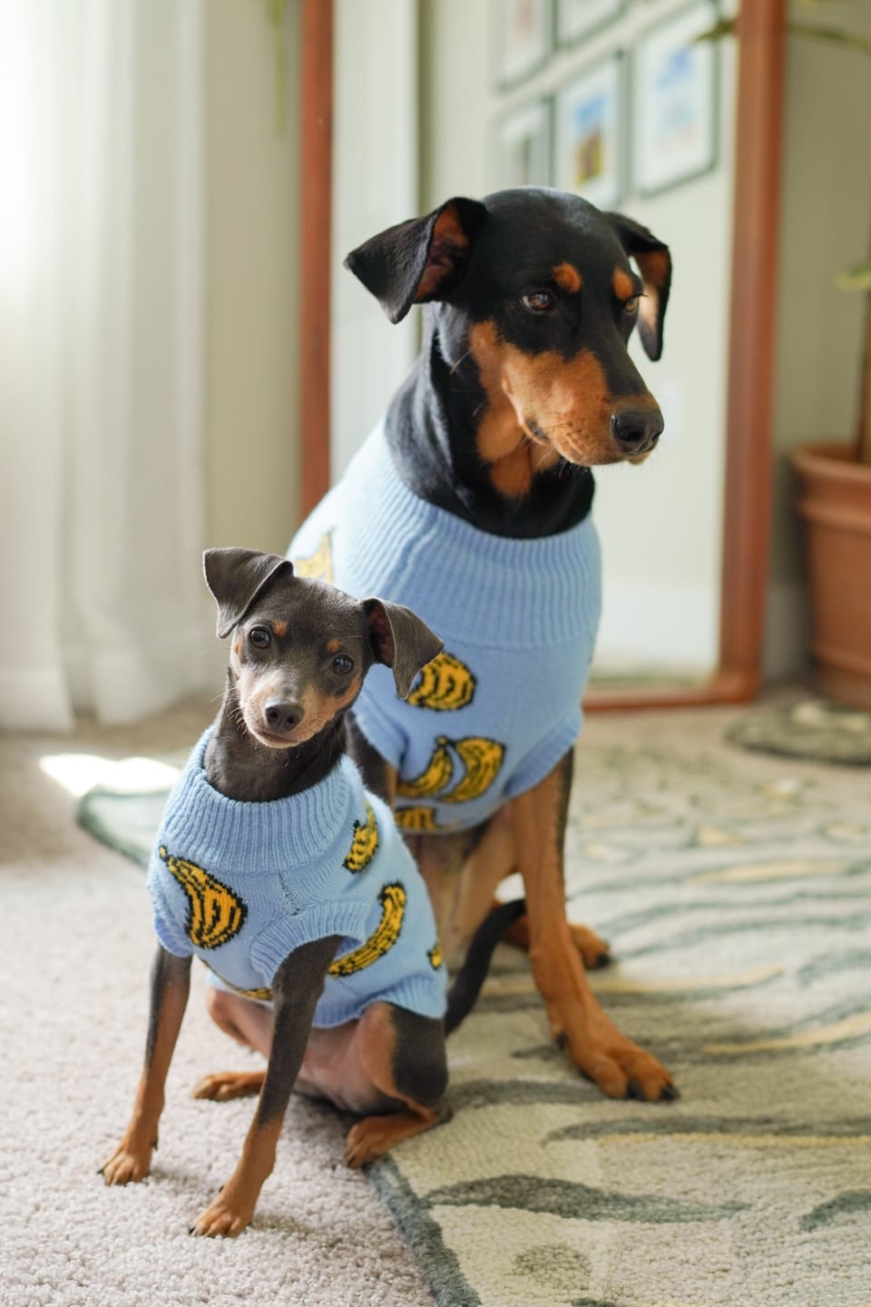 Customer photo review of Banana Knit Dog Sweater