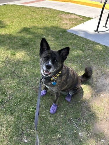 Customer photo review of WagWellies® Mojave