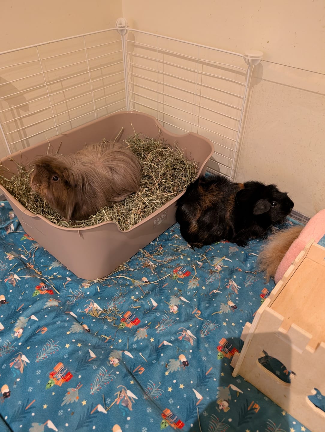Customer photo review of The Super Pooper For Every Floofer | Litter Tray for Guinea Pigs and Rabbits