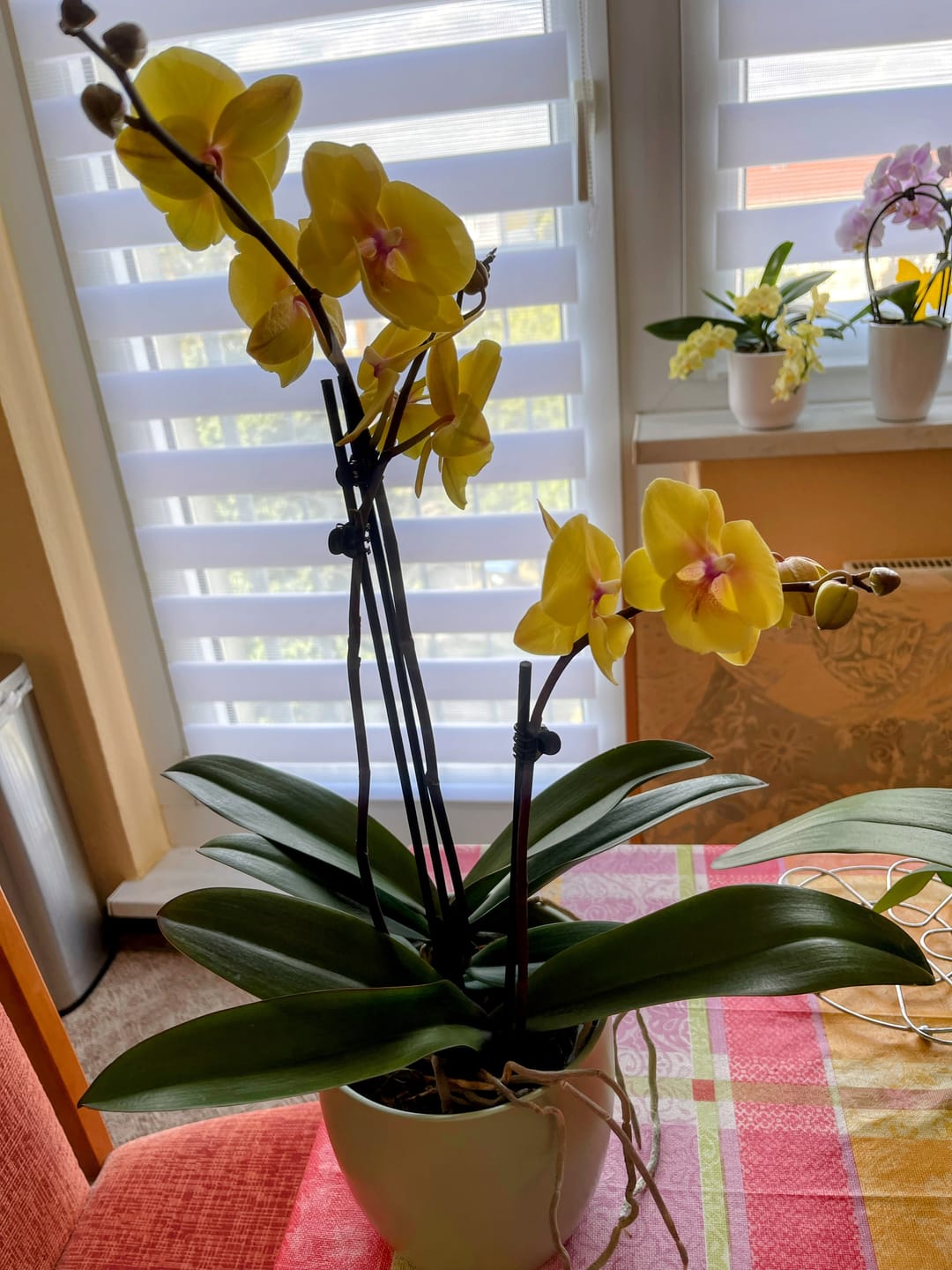 Customer photo review of Große Two of Us Manta Palau mit gelben Blüten und 3 Rispen