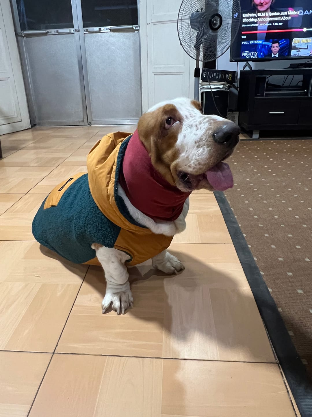 Customer photo review of Anxiety Calming Dog Earmuff Protector