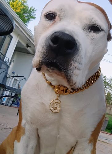 Customer photo review of Cuban Link Chain Dog Collar - Gold