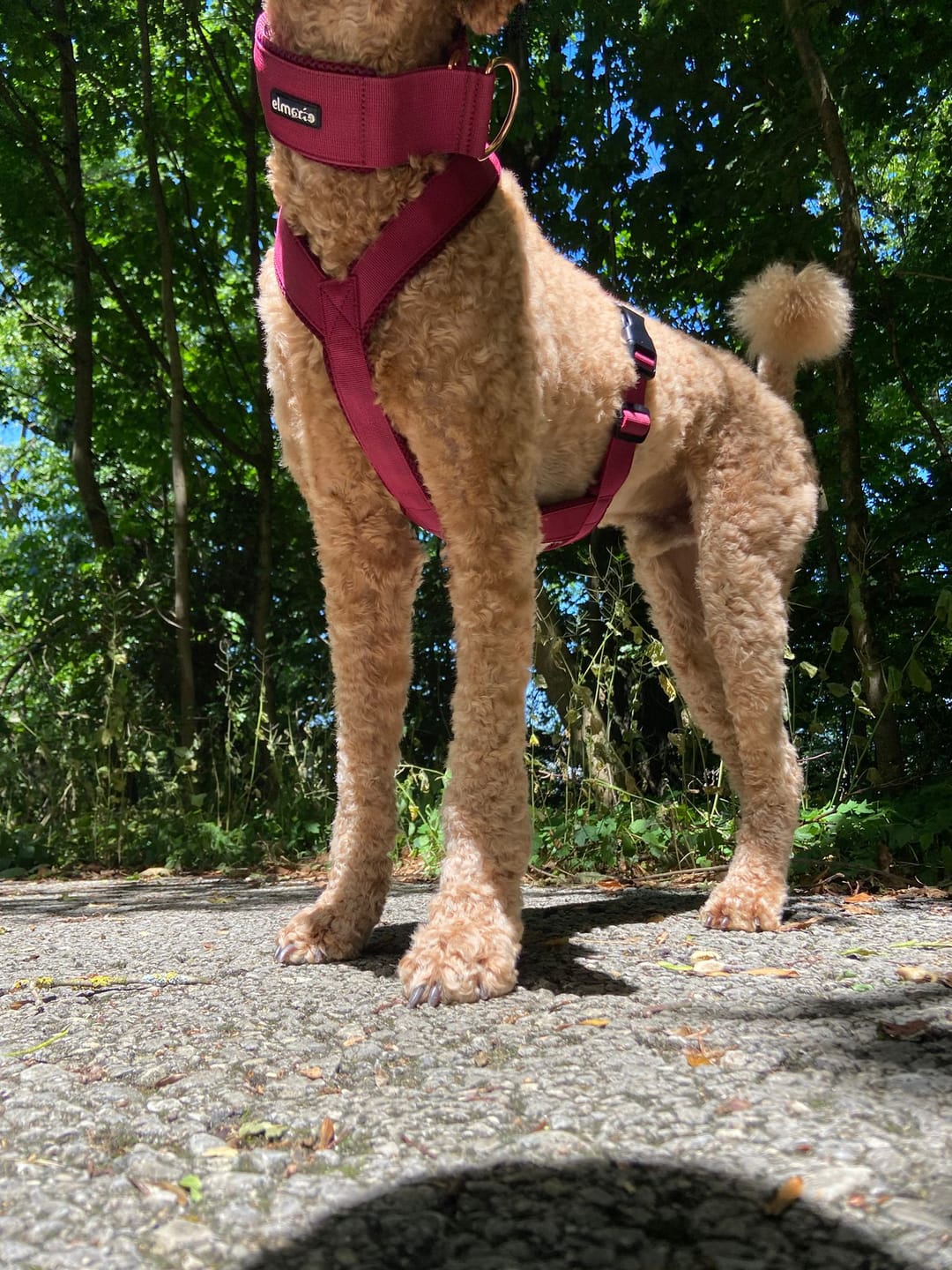 Customer photo review of Windhundgeschirr FUN "Bordeaux"