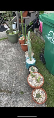 Customer photo review of Trichocereus Bridgesii Monstrose Crested | TBMC | Crested Penis Cactus