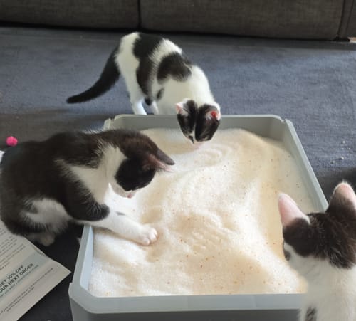 Customer photo review of 1 Month Supply – 3 Cat