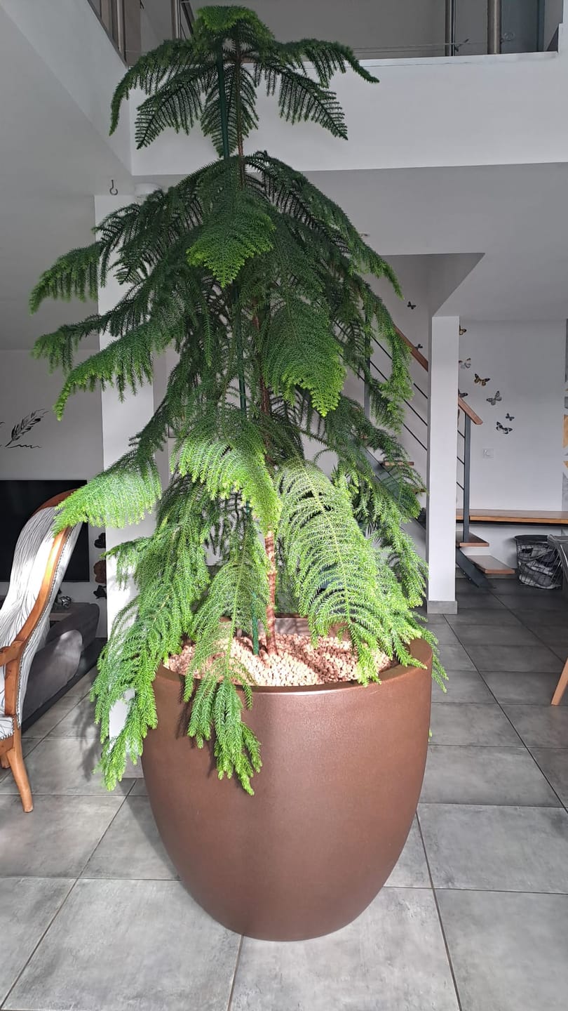 Customer photo review of Pot - Cuenco