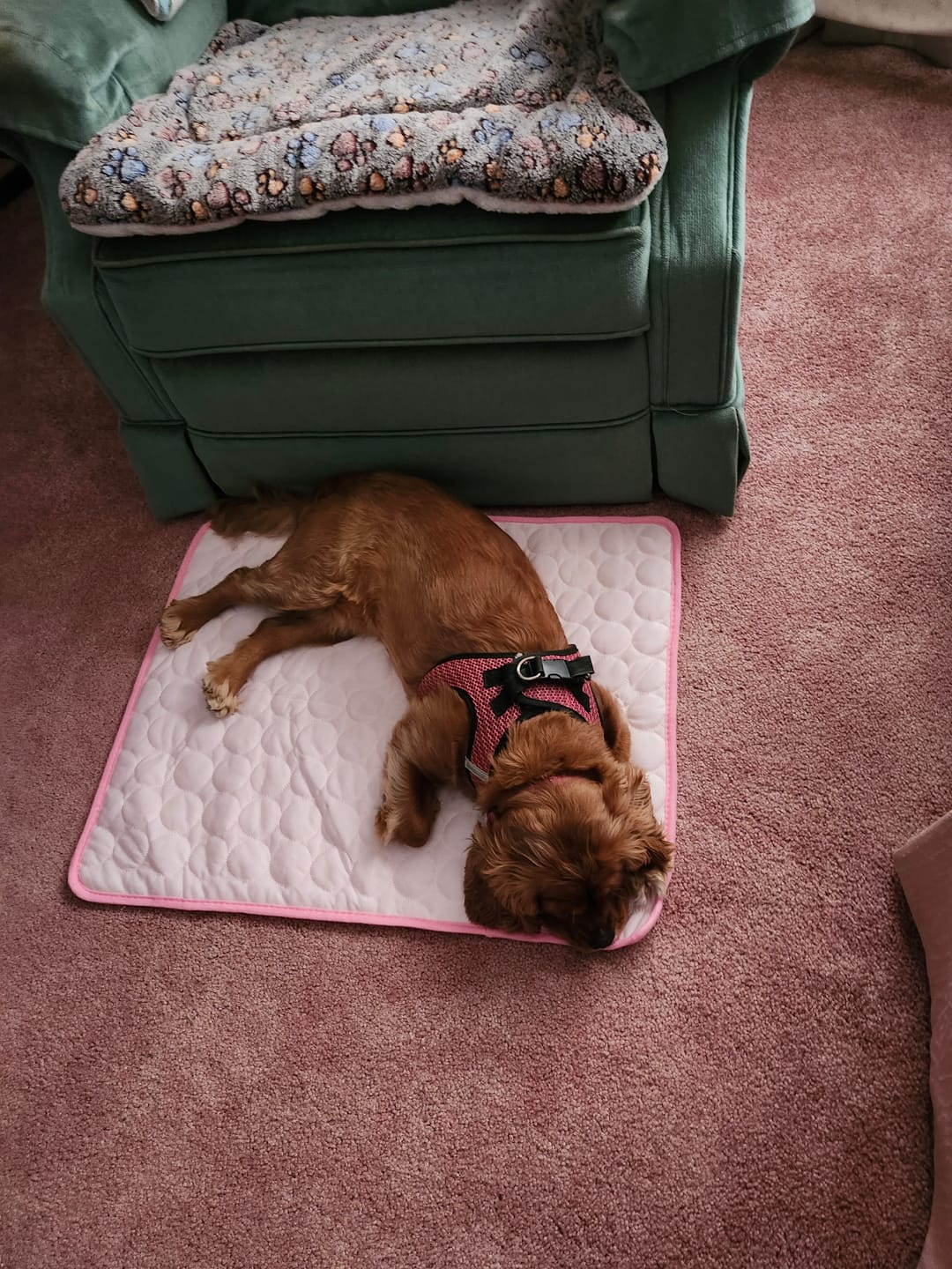 Customer photo review of Pets Cooling Mat