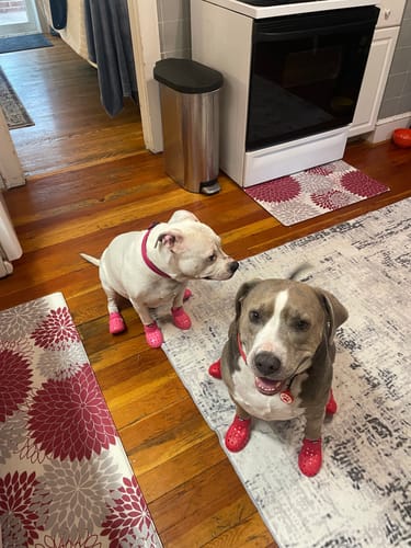 Customer photo review of WagWellies® Mojave