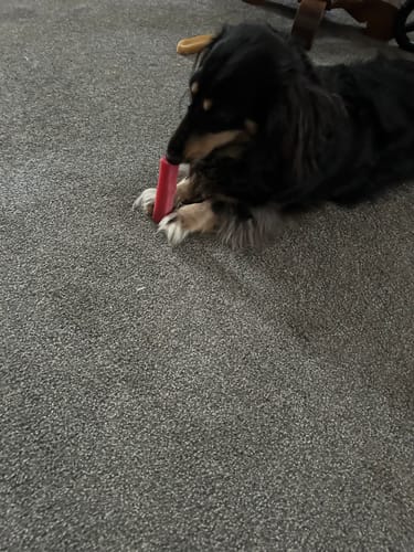Customer photo review of 4-Stick Yak Chew Pack – Mint, Banana, Strawberry & Pumpkin