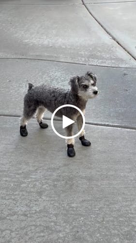 Customer video review of WagWellies® Mojave