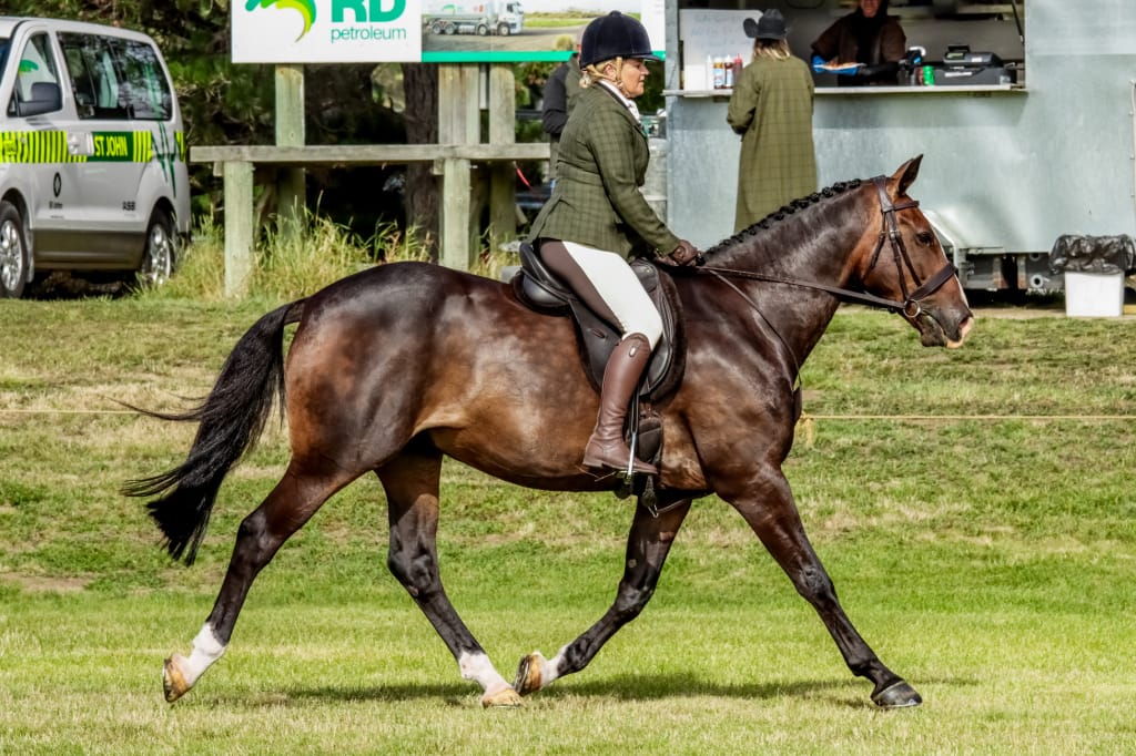 Customer photo review of Digestive HP - Sporthorse Gut Supplement