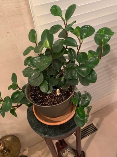 Jade plant with bright, shiny new growth fed with Plant Juice
