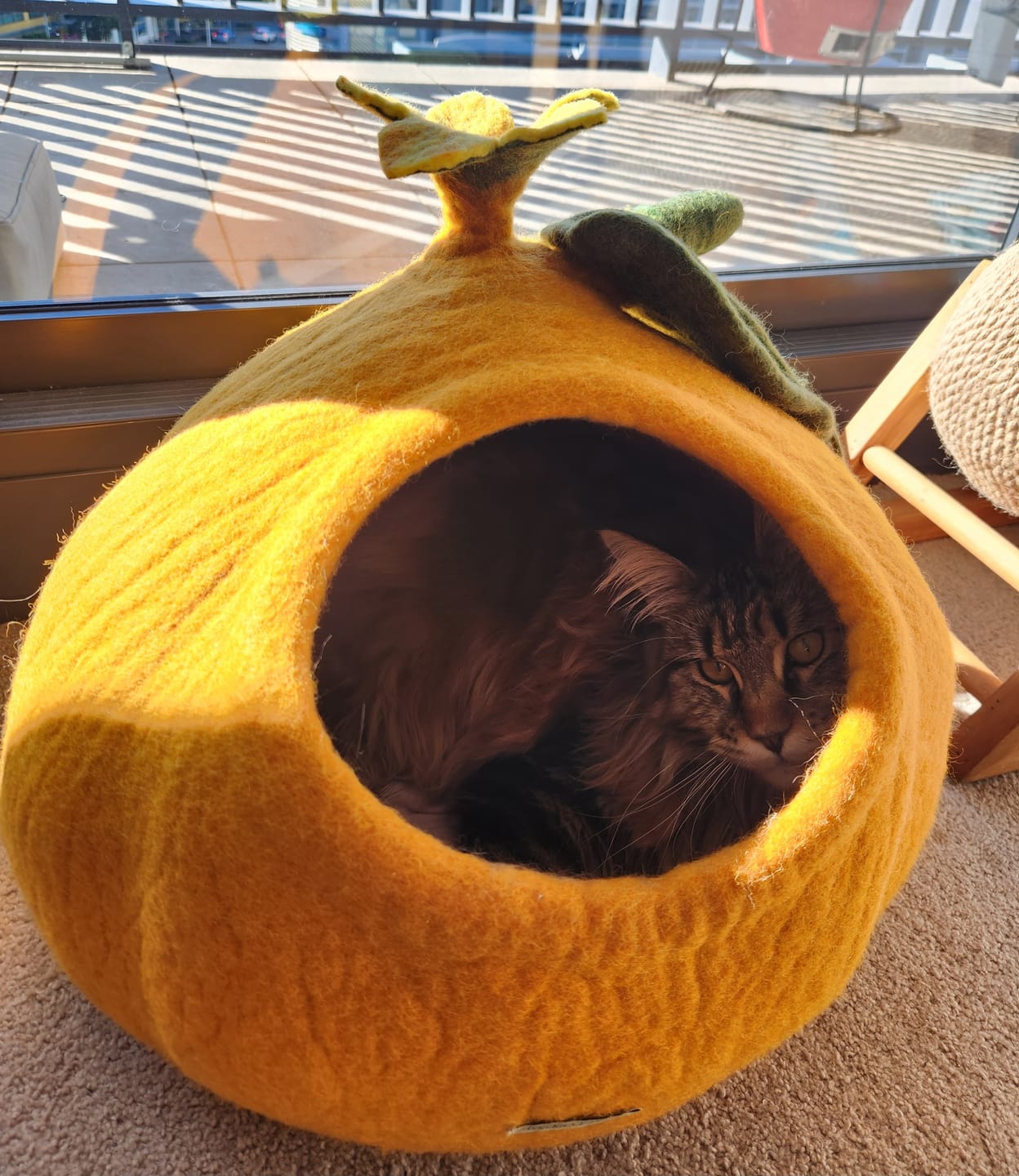 Customer photo review of Cat Cave - Pumpkin