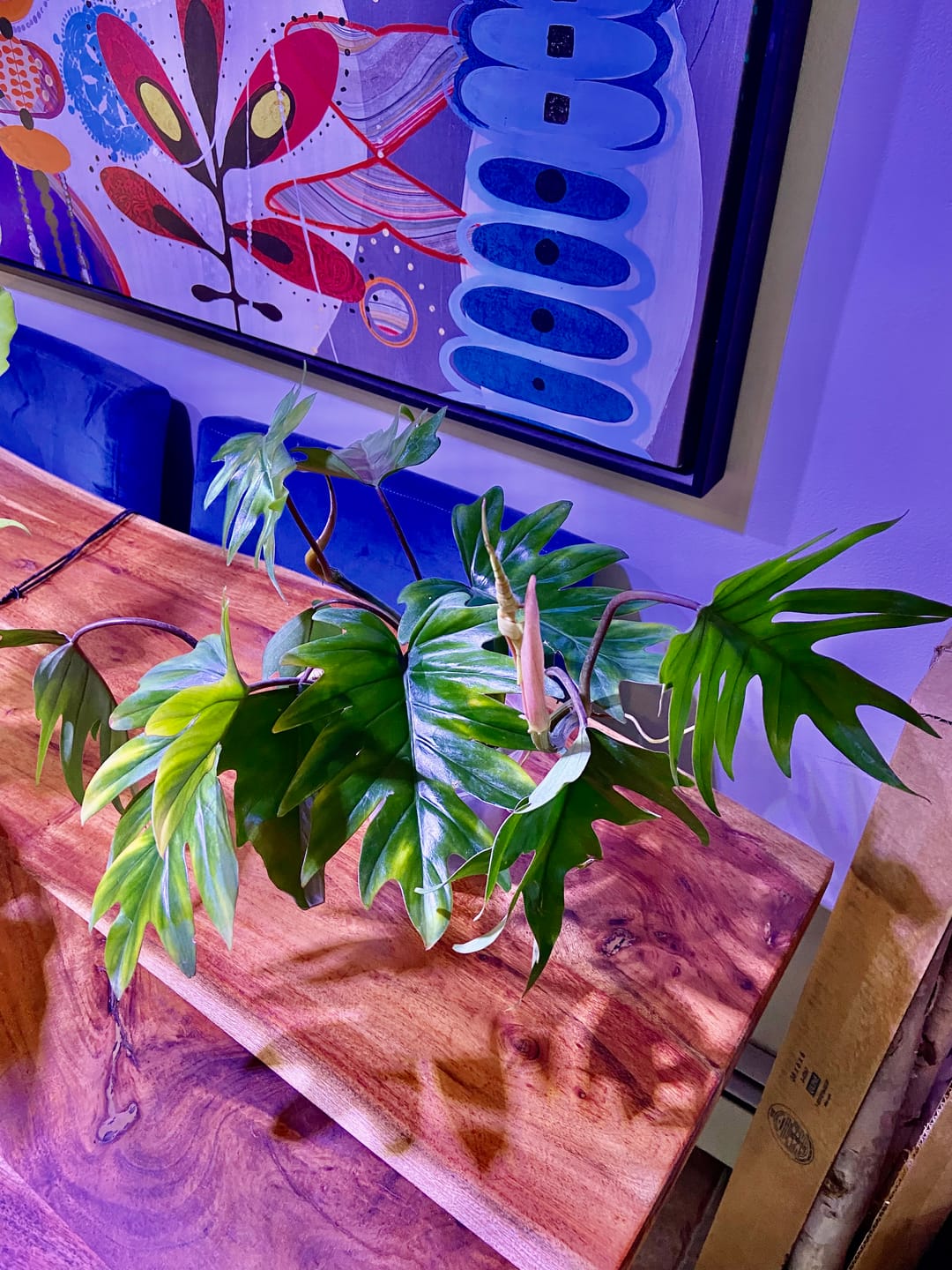 Customer photo review of Philodendron mayoi