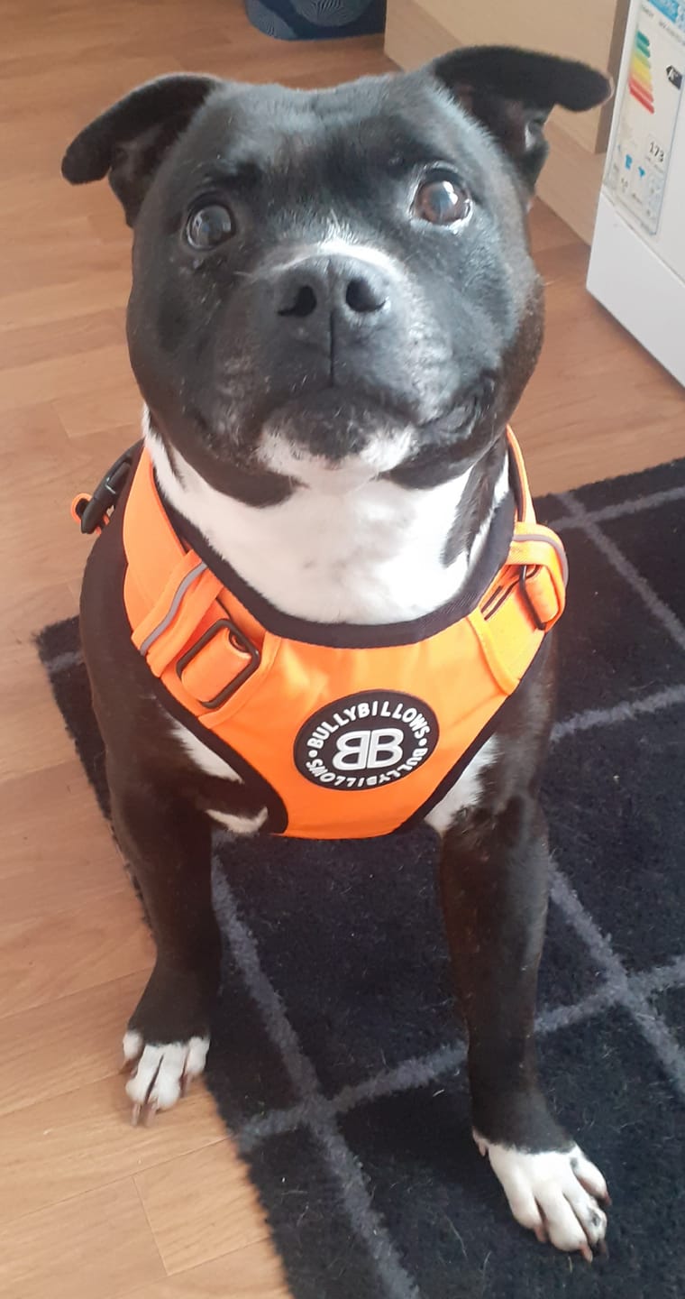 Customer photo review of Comfort Premium Harness | Non Restrictive - Orange