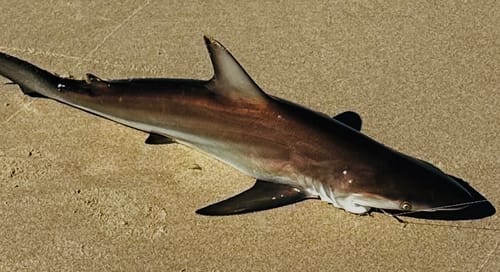 Customer photo review of Aeroo Pro Combo