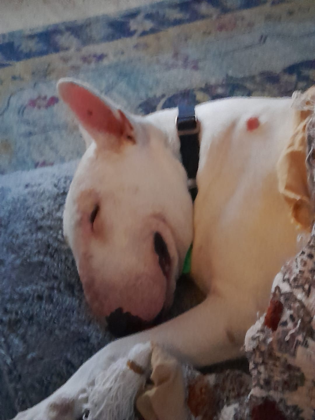 Customer photo review of Raw Feeding for Allergies (Dogs) - Meal Pack #03