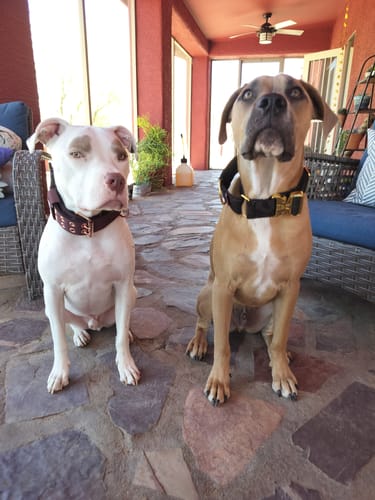 Customer photo review of Expedition Dog Collar - Chocolate