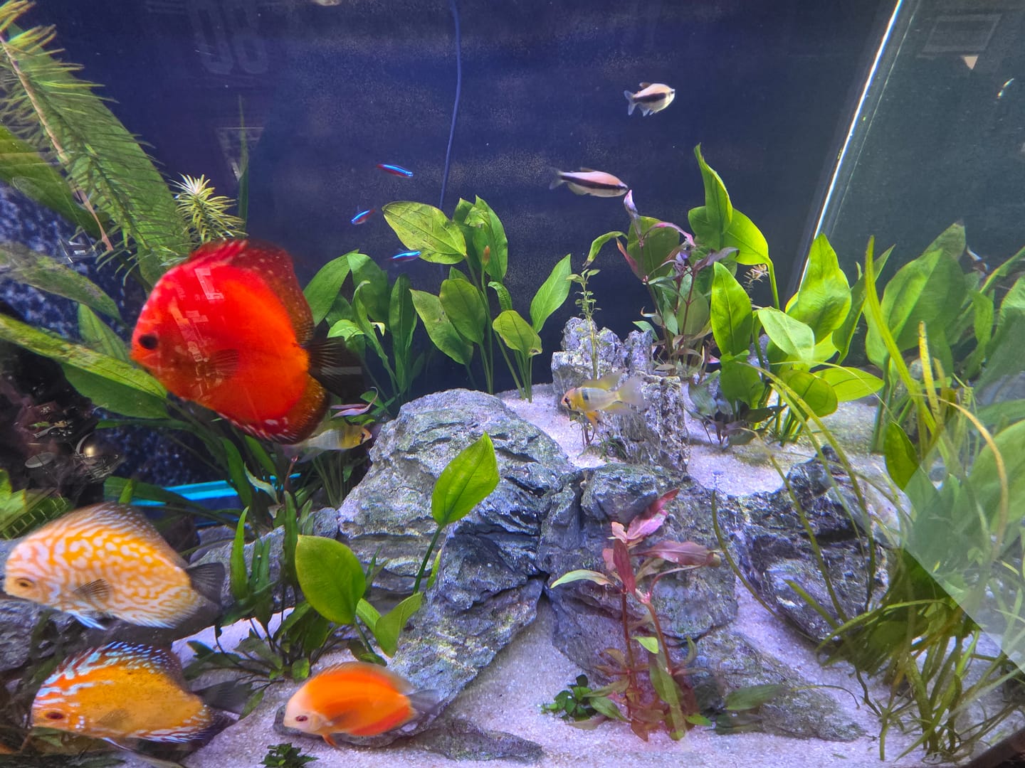 Customer photo review of Scarlet Temple  (Alternanthera reineckii)