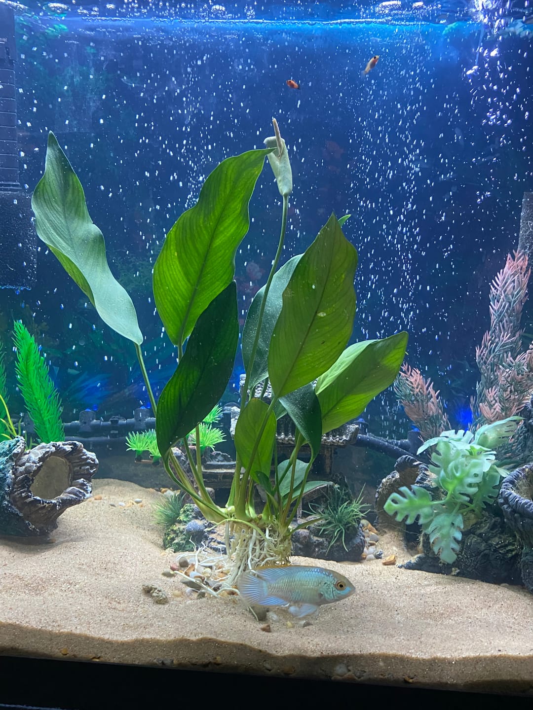 Customer photo review of Anubias Nancon