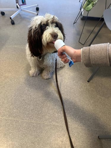 Customer photo review of Trixie - Premio Leverpølse Paté