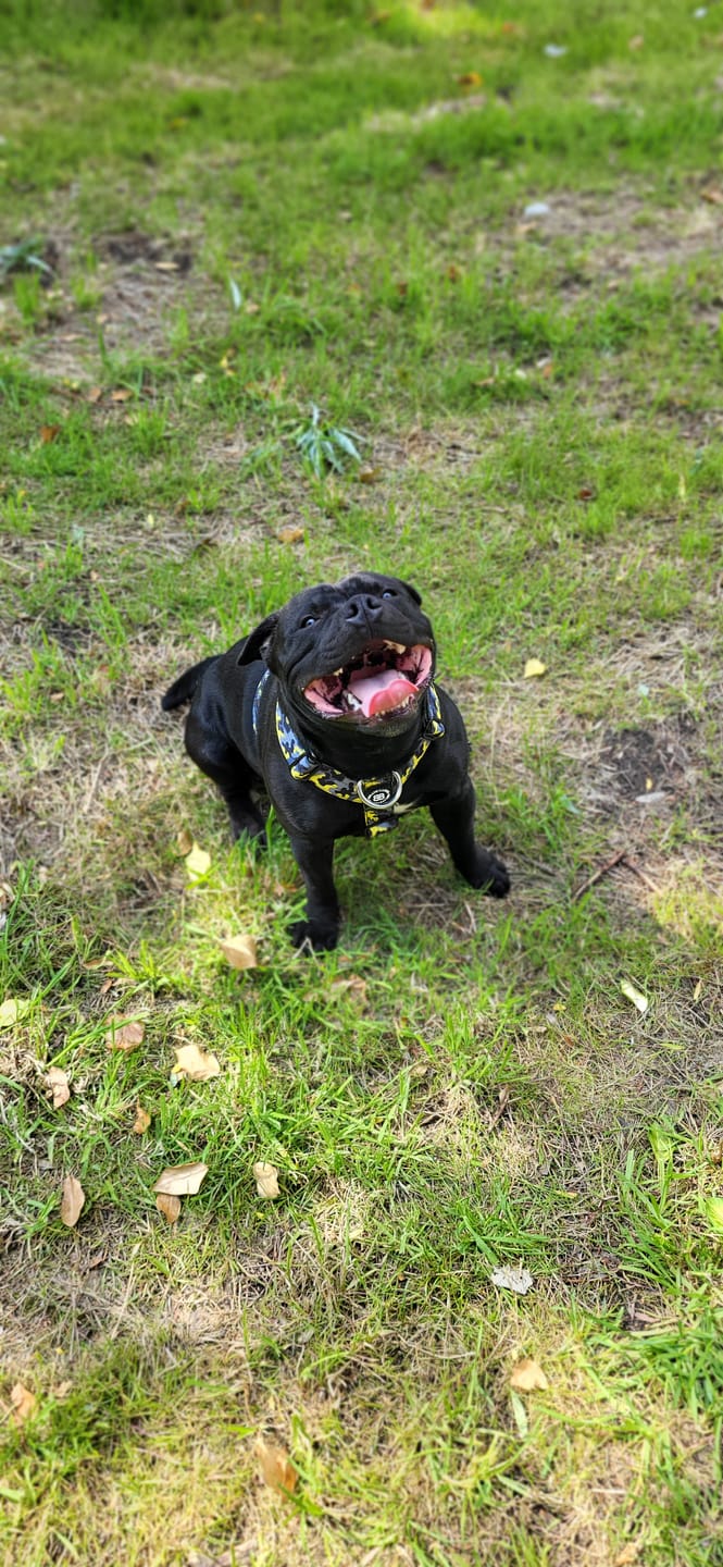 Customer photo review of Training Anti Pull TRI-Harness® | M-XL Breeds - Lightning