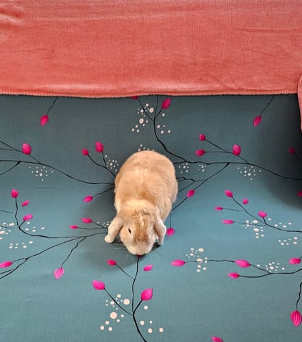 Customer photo review of Spring - Housse de Clic Clac