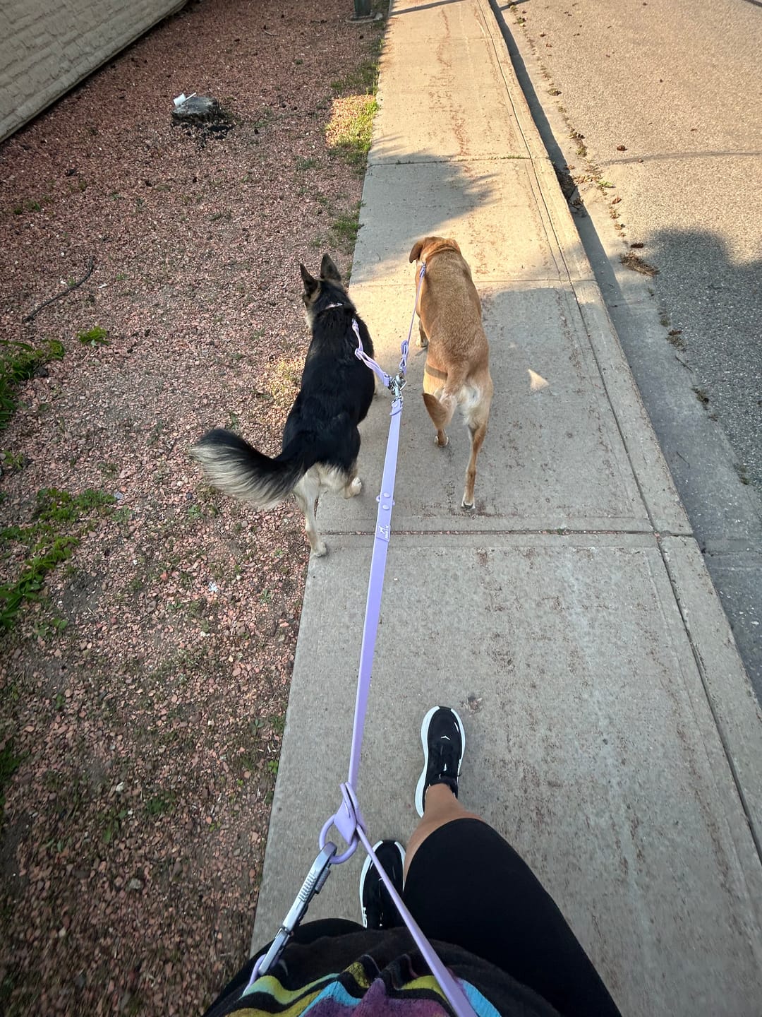 Customer photo review of Solace 6-IN-1 Hands Free Waterproof Leash