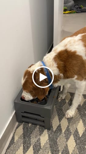 Customer video review of SALMON & OCEAN FISH - SENSITIVE DOG BLEND 3KG (ADULT)