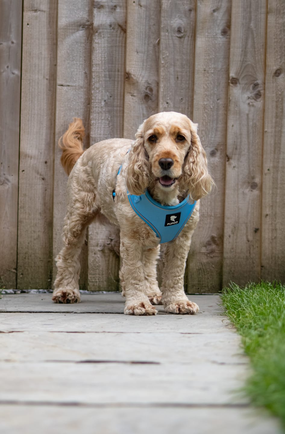 Customer photo review of Air-Lite Harness - Sky blue