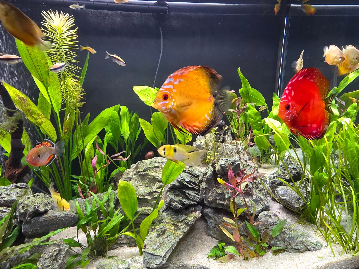 Customer photo review of Cryptocoryne Lutea