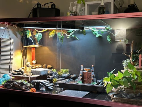 Customer photo review of 120 Gallon Bearded Dragon Enclosure 4x2x2