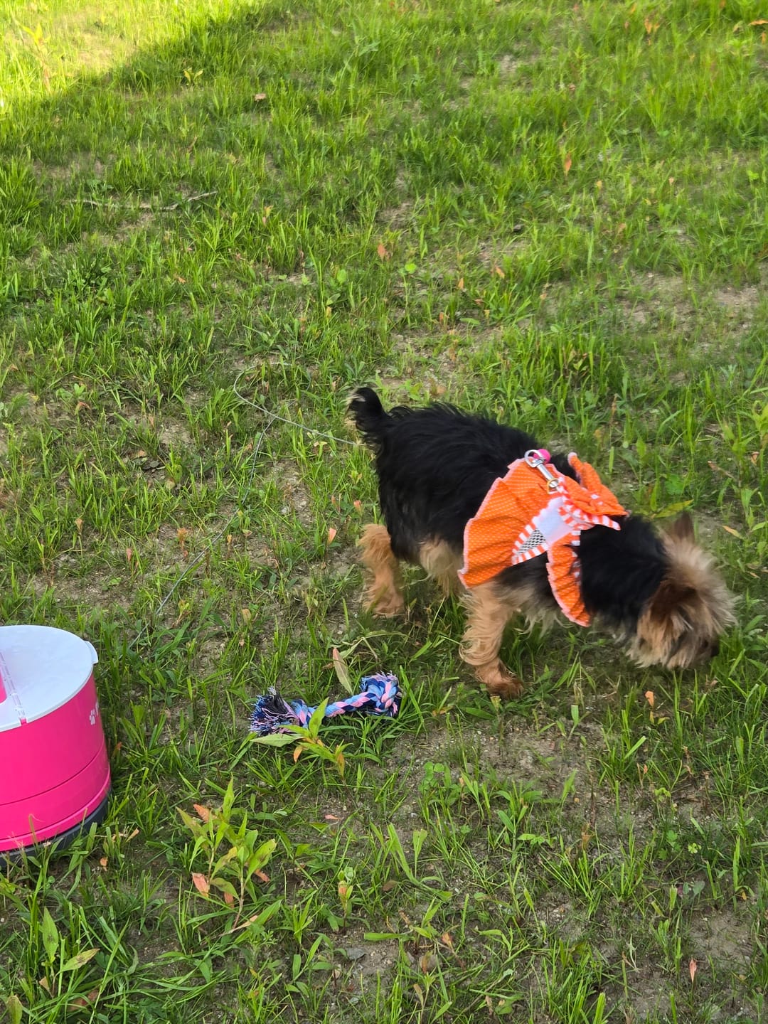 Customer photo review of Pup Stack