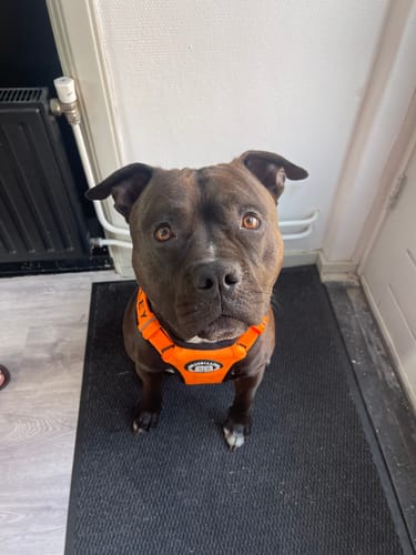 Customer photo review of Comfort Premium Harness | Non Restrictive - Orange