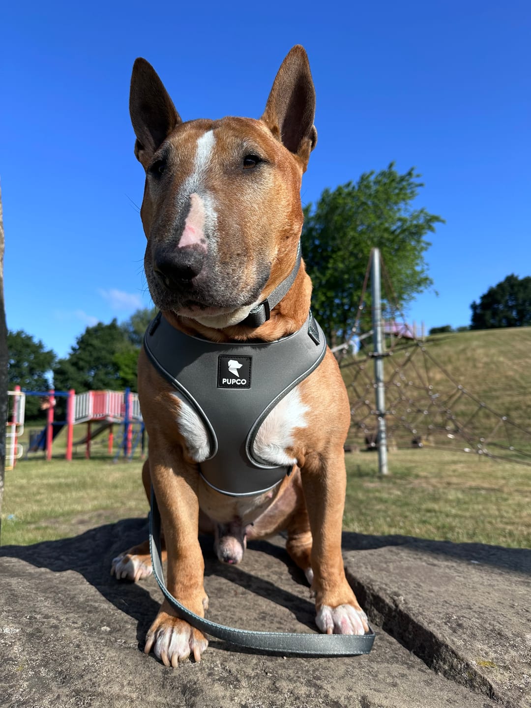 Customer photo review of Air-Lite Harness - Khaki