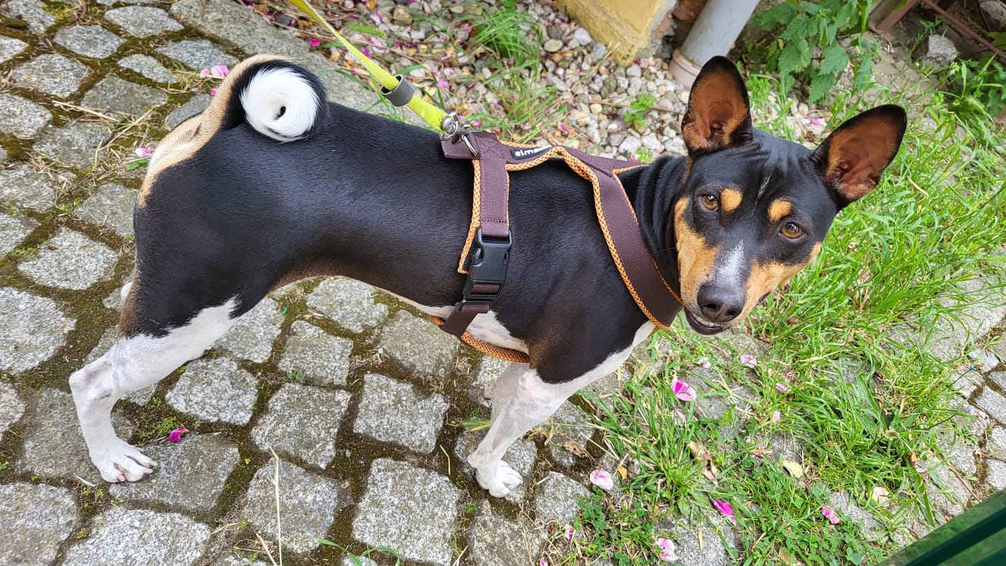 Customer photo review of Windhundgeschirr FUN "Toffee"