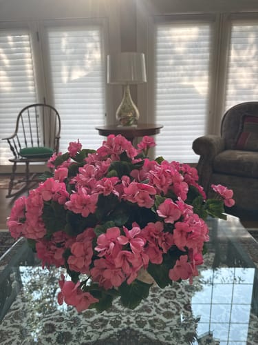 Customer photo review of Bulk 16.5 inches Tall Geranium Bush Faux Flowers UV Resistant for Outdoors and Indoors Wholesale