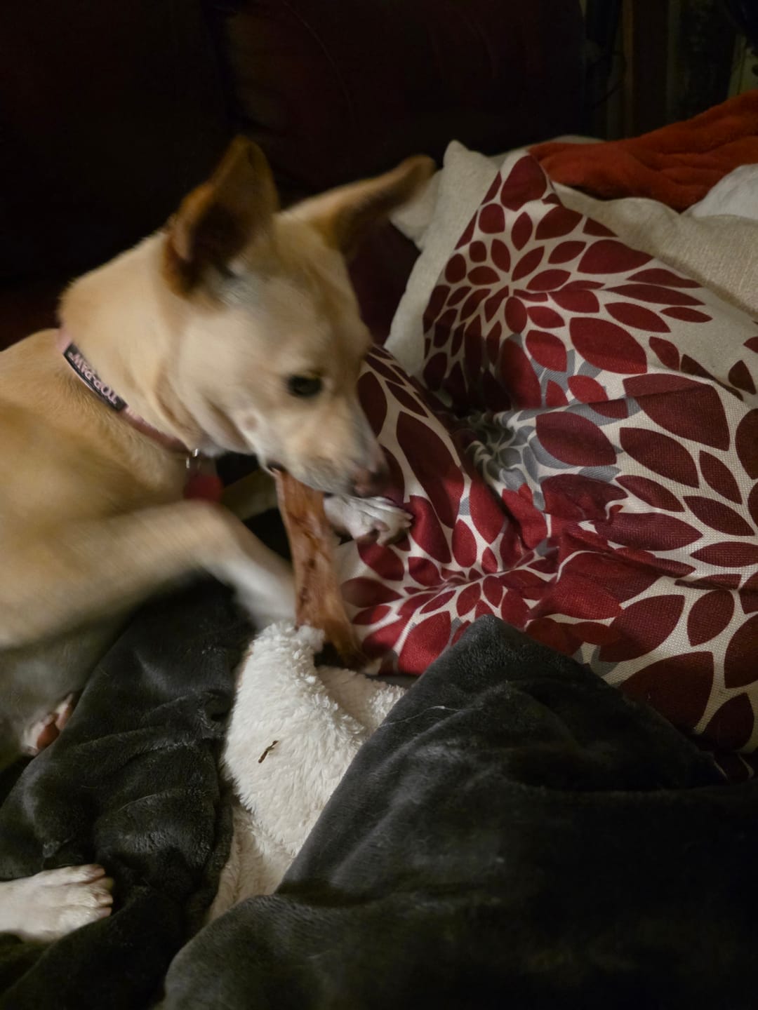 Customer photo review of Chewy Ostrich Flat Tendon: Satisfying All-Natural Chew for Dental Health & Gentle Digestion
